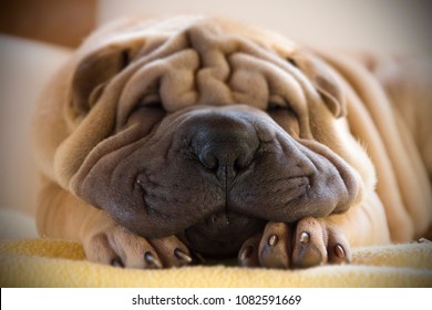 Sharpei High Res Stock Images Shutterstock