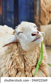 Smiling Sheep While Eating