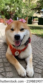 A Smiling Shiba Inu Dog With Pink Flower On The Head