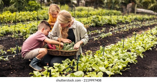 7,469 Children Picking Vegetables In The Farm Images, Stock Photos ...