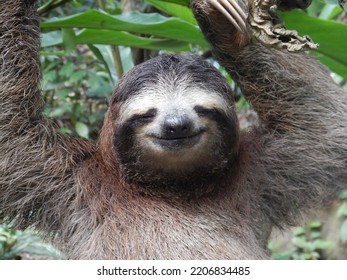 Smiling Sloth In The Jungle