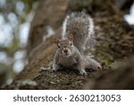 Smiling Squirrel on a Tree