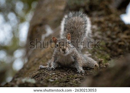 Smiling Squirrel on a Tree