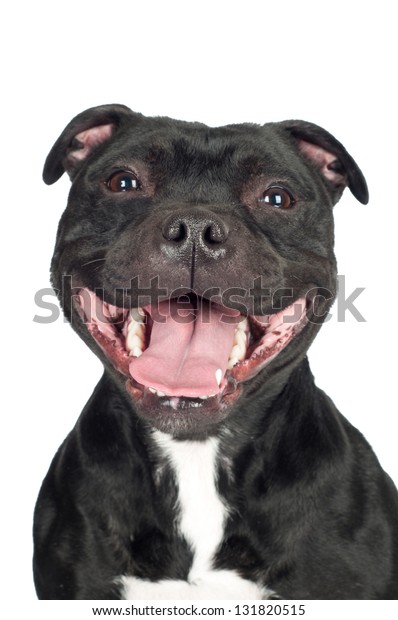 smiling staffordshire bull terrier