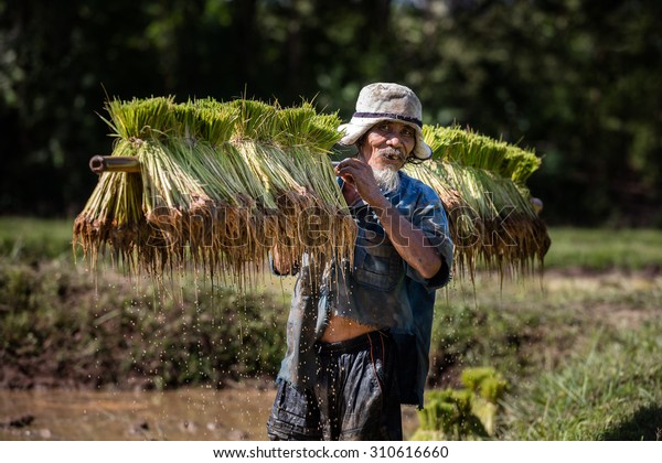 Smiling Thai farmer grow rice in the rainy season.\
He is carring the rice sprouts on the shoulder.they are soaked with\
water and mud to be prepared for planting. wait three months to\
harvest crops.