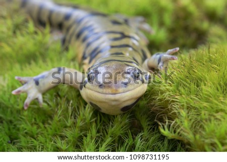 Smiling Tiger Salamander 