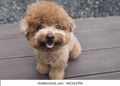 Smiling Toy Poodle sitting on the bench