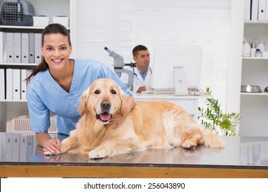 Smiling Vet Examining A Dog In Medical Office