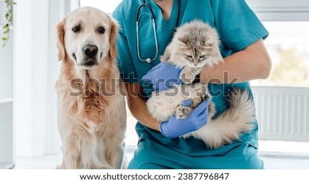 Smiling vet with golden retriever dog and fluffy cat in veterinarian clinic