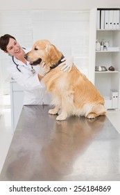 Smiling Veterinarian Examining A Cute Dog In Medical Office