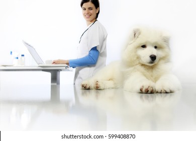 Smiling Veterinarian Examining Dog On Table With Computer In Vet Clinic