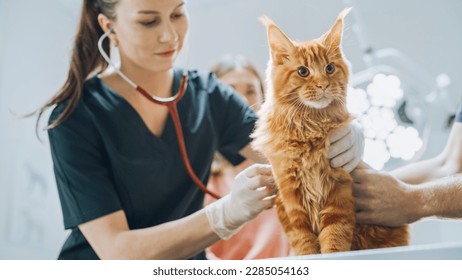 Smiling Veterinarian Using Stethoscope to Examining Breathing of a Pet Maine Coon Sitting on a Check Up Table. Cat Owner Patiently Waiting in the Room to Calm the Red Cat. Visit to Veterinary Clinic - Powered by Shutterstock