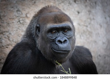 Smiling Western Lowland Gorilla At The Local Zoo