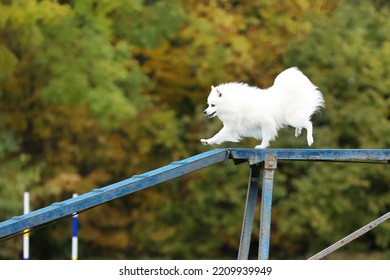 is japanese spitz smart