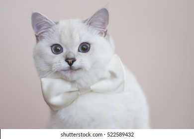 A Blue Eyed British Kitten Images Stock Photos Vectors