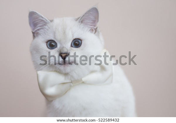 Smiling White Kitten White Bow British Stock Photo Edit Now