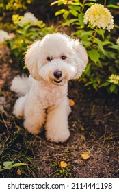 Smiling White Poodle In The Summer Garden. Asian Poodle Haircut. 