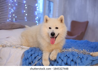 Smiling White Spitz Lie On Bed On Background Of Christmas Garlands Lights Cozy Winter Home. Xmas Animal, Pomeranian Dog. Animal Calendar Template. Christmas Card With Dog. Animal Shelter. Copy Space