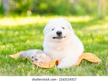 Smiling White Swiss Shepherd`s puppy lying with tiny kitten on green grass