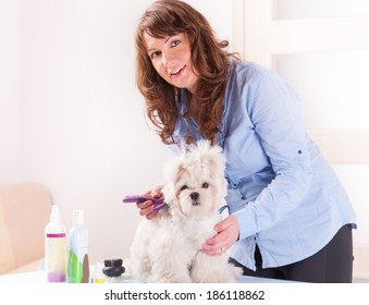 Smiling Woman Grooming A Dog Purebreed Maltese. Focus Intentionally Left On Dog