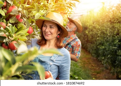 Smiling Woman Harvesting Organic Apples In Apple Orchard