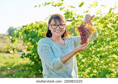 Smiling woman holding bunch of pink grapes, vineyard background