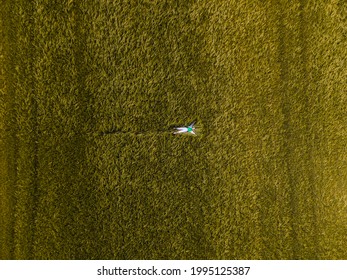 Smiling Woman Laying Down In Wheat Field Overhead Top View