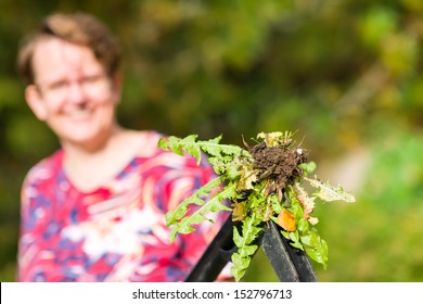 Smiling Woman Pulling Weeds Out, Dandelion With A Roots, Horizon Format