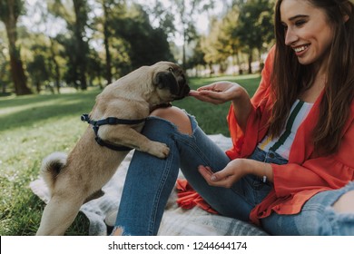 Smiling woman in sunny park is sitting on plaid and feeding her little pug Adlı Stok Fotoğraf