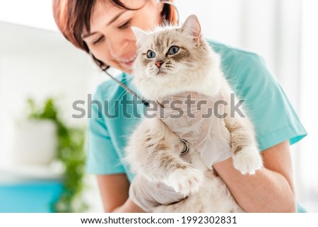 Smiling woman veterinarian holding fluffy ragdoll cat during medical care examining at vet clinic and listen to its heart. Closeup portrait of adorable purebred feline pet in animal hospital