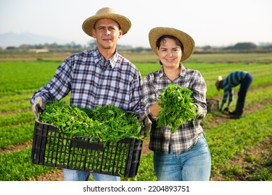 Smiling Young Adult Man And Woman Seasonal Farm Workers Carrying Crate With Picked Arugula On Field, Proud Of Good Quality Of Harvest