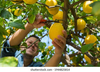 Smiling young man farmer harvesting, picking lemons in the orchard - Powered by Shutterstock