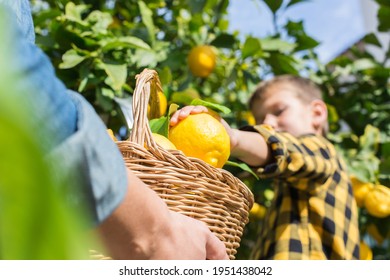 Smiling young man farmer with son harvesting, picking lemons - Powered by Shutterstock