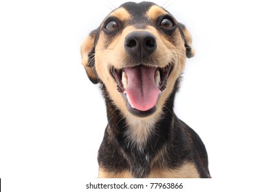Smiling Young Mixed Breed Dog