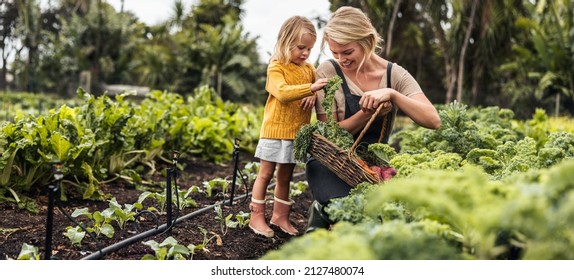 Smiling young mother gathering fresh kale with her daughter. Happy single mother picking fresh vegetables from an organic garden. Self-sustainable family harvesting fresh produce on their farm. - Powered by Shutterstock