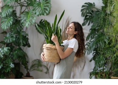 Smiling young woman hold pot with Sansevieria plant happy work in indoor garden or cozy home office with different houseplants. Happy millennial female gardener or florist take care of domestic flower