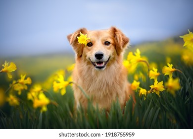 Smilling dog is sitting between yellow flowers with a flower on his head. Dog in springtime. - Shutterstock ID 1918755959