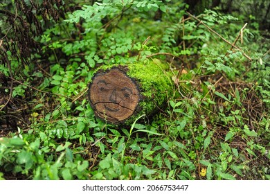 Smilling Tree In The Argyll Forest Park