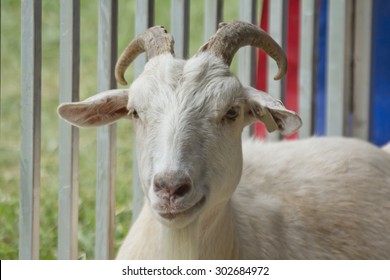 Smirking adult goat with horns in pen behind fence