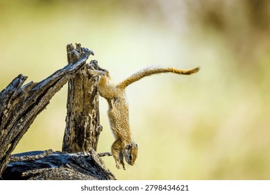 Smith bush squirrel jumping down a log isolated in natural background in Greater Kruger National park, South Africa ; Specie Paraxerus cepapi family of Sciuridae