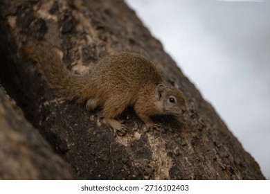 Smith bush squirrel watches camera from tree