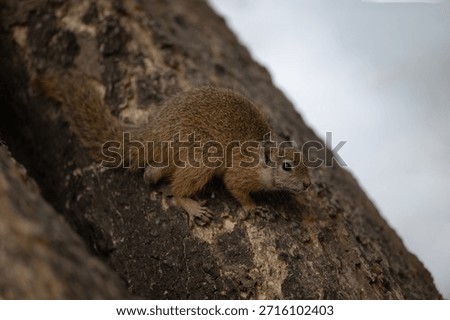 Smith bush squirrel watches camera from tree