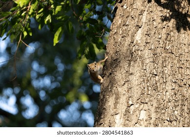 A Smith's bush squirrel (Paraxerus cepapi) clinging vertically to the bark of a large tree trunk and looking alertly at the camera with green background bokeh at Sabi Sands Game Reserve, South Africa.