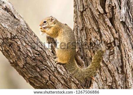 Smith's Bush Squirrel (Paraxerus cepapi) in the Kruger National Park in South Africa. Eating from food in a tree.