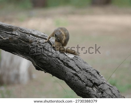 Smith's bush squirrel (Paraxerus cepapi)
Mapungubwe National Park, South Africa
Nov 25