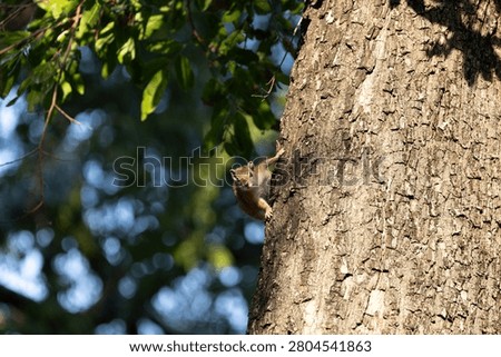 A Smith's bush squirrel (Paraxerus cepapi) clinging vertically to the bark of a large tree trunk and looking alertly at the camera with green background bokeh at Sabi Sands Game Reserve, South Africa.