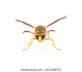 Smiths potter wasp - Eumenes smithii - isolated on white background front face view