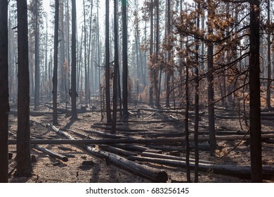 Smoke Is Back Lit By The Afternoon Sun As It Settles Around Lodge Pole Pine Trees That Have Been Burnt By The National Creek Complex Fire In Oregon.