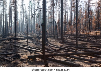 Smoke Is Back Lit By The Afternoon Sun As It Settles Around Lodge Pole Pine Trees That Have Been Burnt By The National Creek Complex Fire In Oregon.