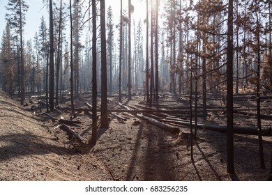 Smoke Is Back Lit By The Afternoon Sun As It Settles Around Lodge Pole Pine Trees That Have Been Burnt By The National Creek Complex Fire In Oregon.